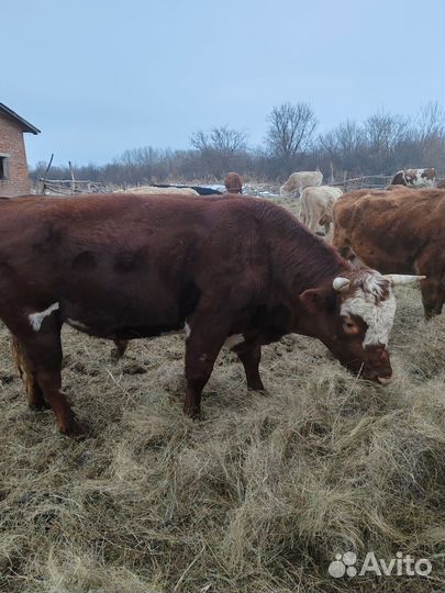 Быки на племя