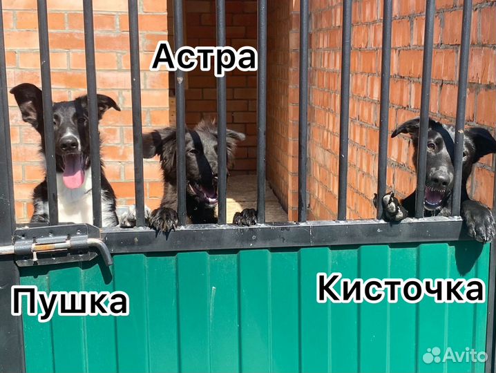 Сектор Е приюта Малинки нуждается в помощниках