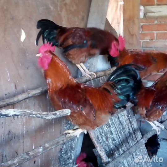 Инкубационное яйцо