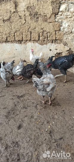 Курочки и петушки домашние