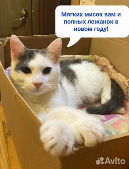 Котенок-пельмешек Сатоши