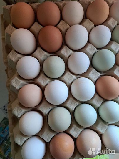 Домашние куриные яйца