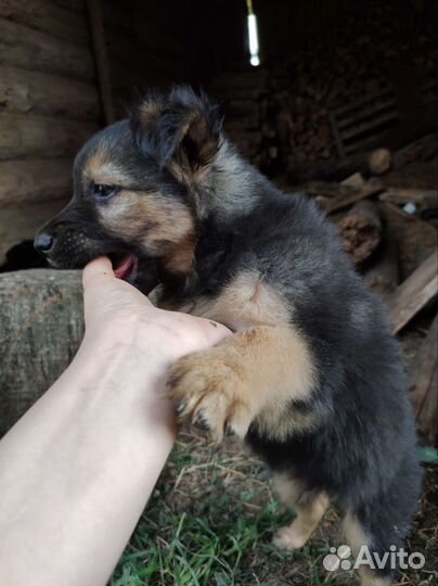 Маленькие собачки щенята