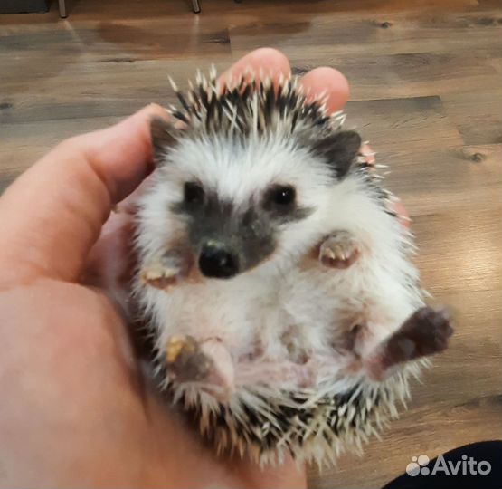 Африканский ежик