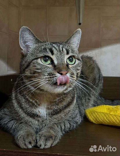 Кошка в добрые руки