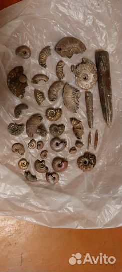 Окаменелые ракушки