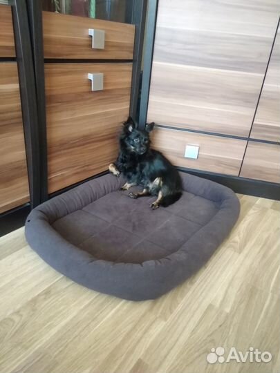 Лежанка для собак