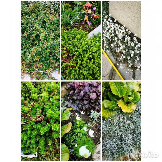 Многолетники для вашего сада