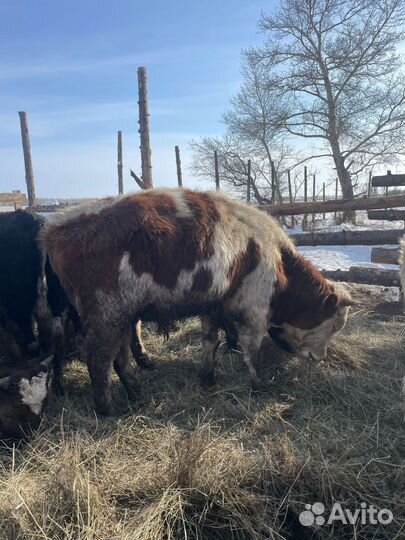 Бычки и быки