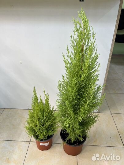 Кипарис Goldcrest Wilma