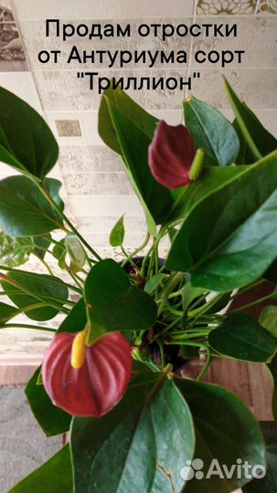 Антуриум
