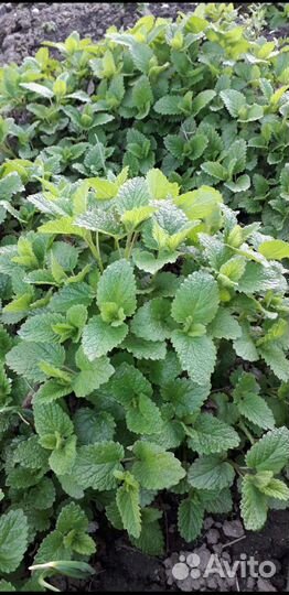 Мята лимонная