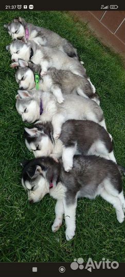 Щенки хаски