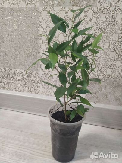 Фикус бенджамина, фикус Наташа