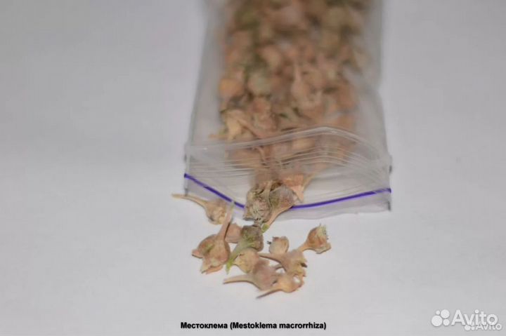 Семена Silene capensis/Ashwagandha/Mestoklema