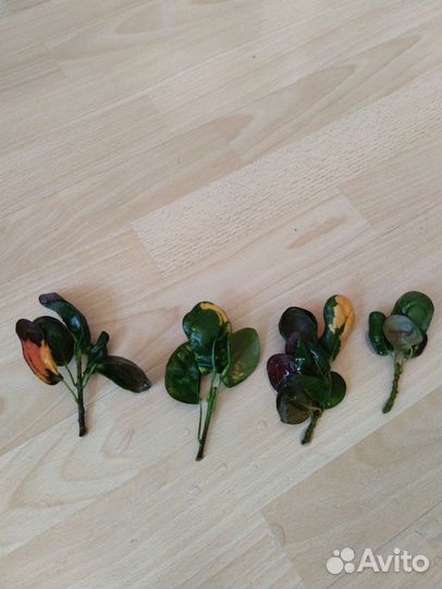 Кротон из Тая Еar Ring