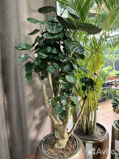 Фикус Полициас Фабиан дерево 110 см