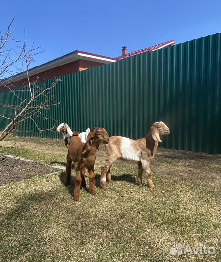 Нубийские козы камори