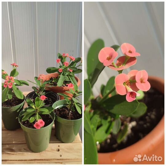 Комнатные растения цветы