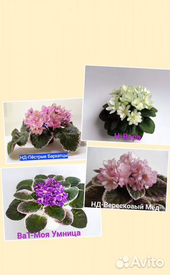 Детки сортовых фиалок