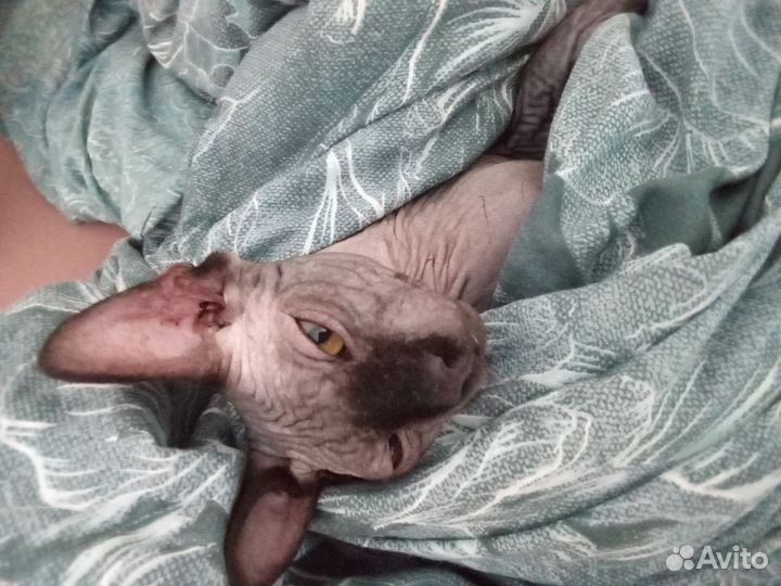 Котик предлагается для вязки