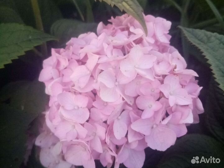 Гортензия розовая