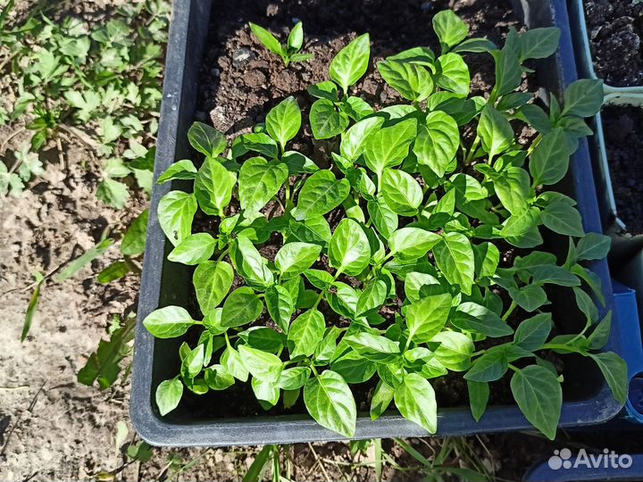 Рассада перца сладкого