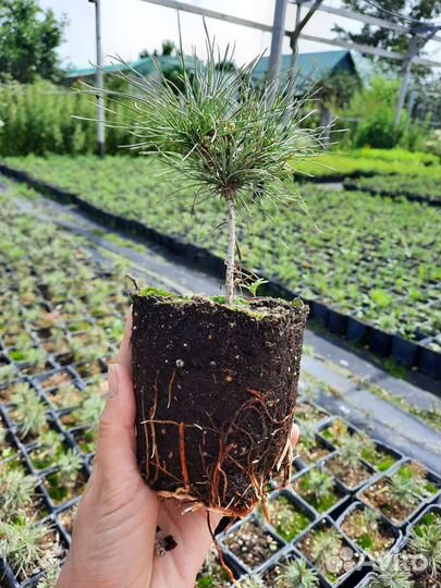 Сибирский кедр, кедровый стланик