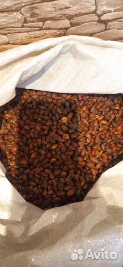 Орех кедровый