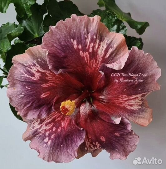 Сортовой гибискус CCH True Blood Love