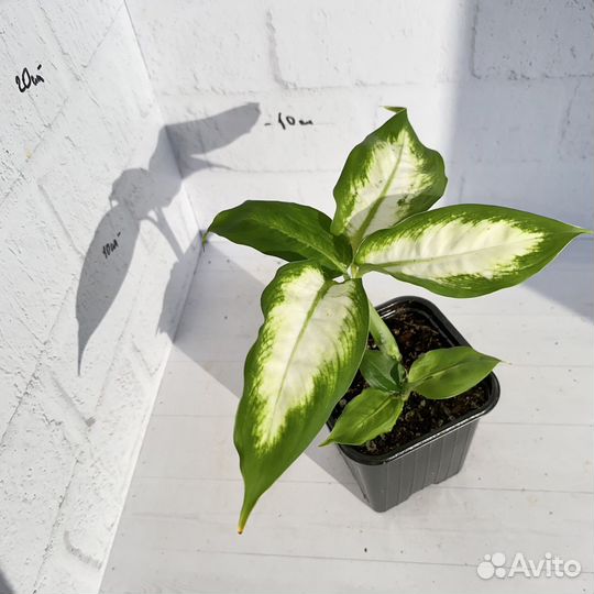 Диффенбахия камилла