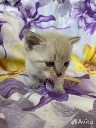 Милые котята