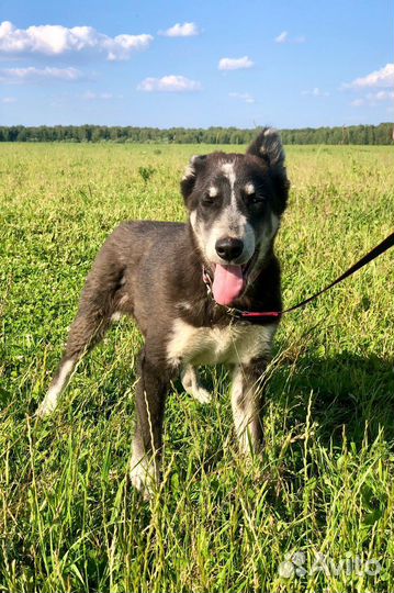 Щенок мальчик Барон 4,5 мес ищет дом