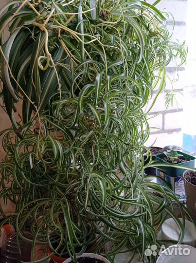 Хлорофитум хохлатый(кудрявый) Бони