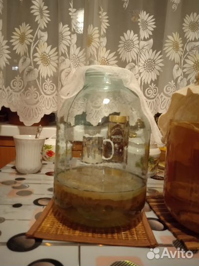 Чайный гриб комбуча