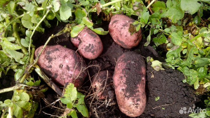 Продам мелкий картофель