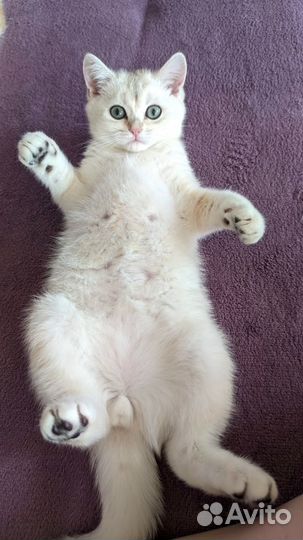 Британский котенок мальчик