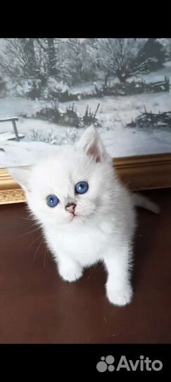 Британская Серебристая Шиншилла