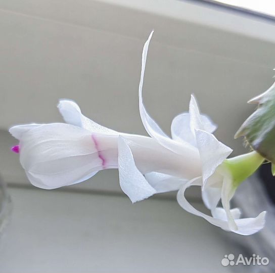 Декабрист белый, желтый