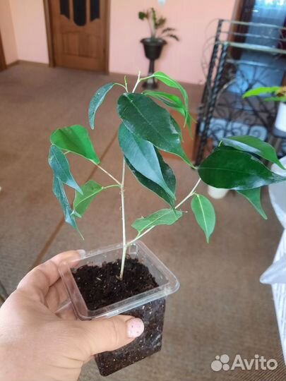 Комнатные домашние растения