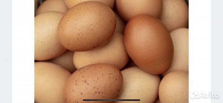 Домашние куриные яйца