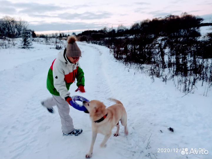 Передержка собак