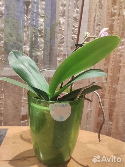 Орхидея фаленопсис