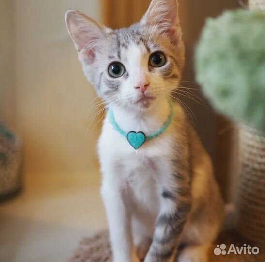 Котята в дар, 2,5 месяца