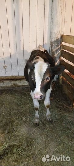 Корова,тёлка,бычок