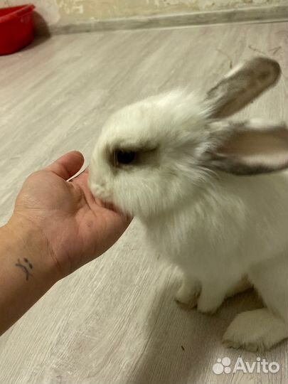 Декоративный кролик девочка