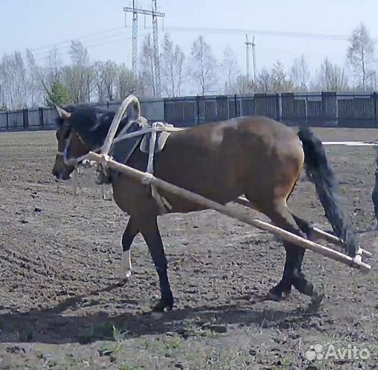 Продам лошадь