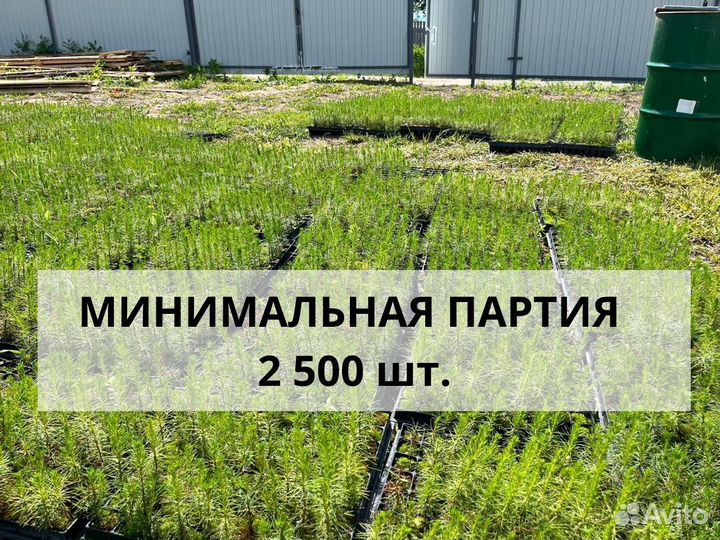 Саженцы сосны зкс