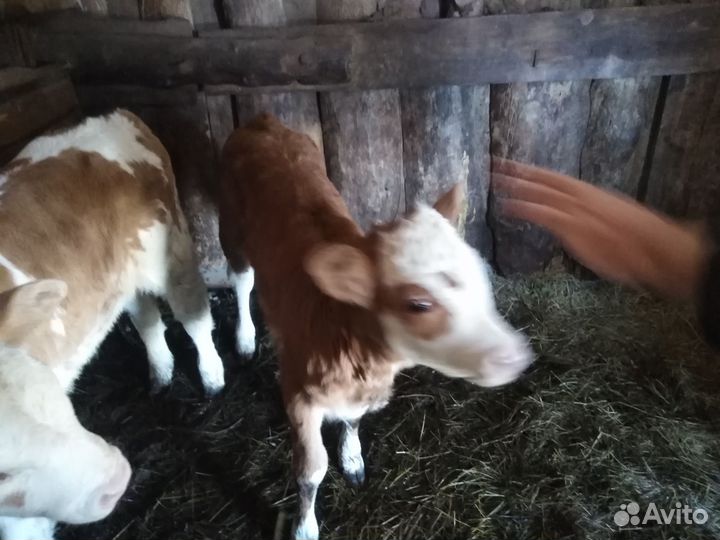 Телята, тёлочки