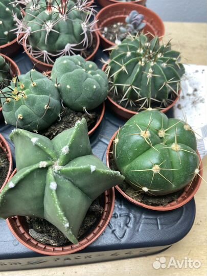 Комнатные растения цветы кактусы